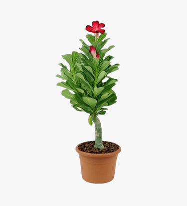 Adenium Obesum - Desert Rose